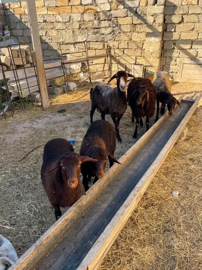 QOYUN — Heyvanlar, Quşlar, Balıqlar, Bakı