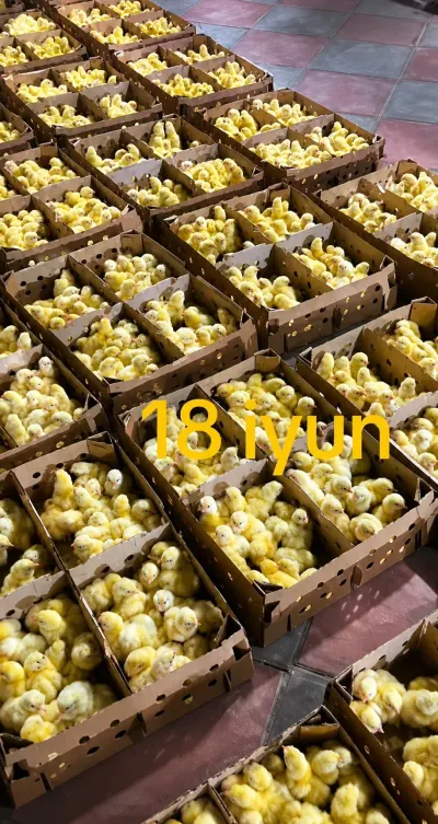 CÜCƏ — Heyvanlar, Quşlar, Balıqlar, Biləsuvar