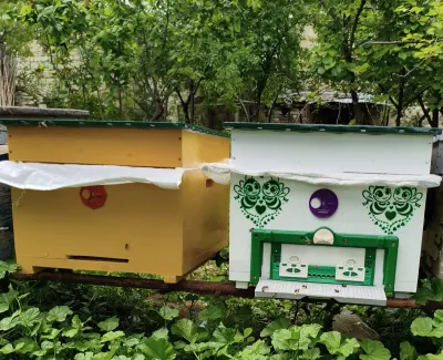 ARI AİLƏSİ — Heyvanlar, Quşlar, Balıqlar, Goranboy