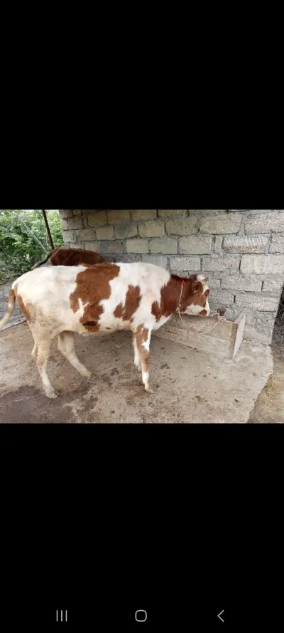 DANA — Heyvanlar, Quşlar, Balıqlar, Xaçmaz