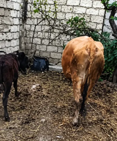 İNƏK — Heyvanlar, Quşlar, Balıqlar, Xırdalan