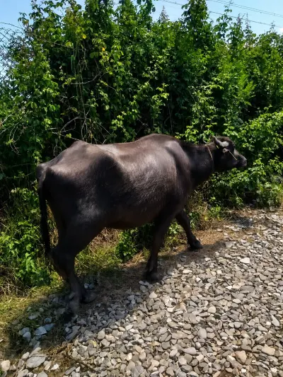 CAMIŞ — Heyvanlar, Quşlar, Balıqlar, Ağdaş