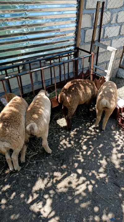 QUZU — Heyvanlar, Quşlar, Balıqlar, Ağcabədi