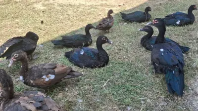ÖRDƏK — Heyvanlar, Quşlar, Balıqlar, Bakı
