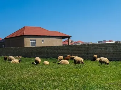 QOYUN — Heyvanlar, Quşlar, Balıqlar, Balakən