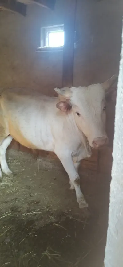 İNƏK — Heyvanlar, Quşlar, Balıqlar, Lənkəran