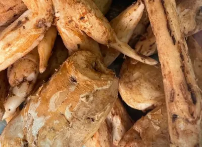 ÇİLƏDAĞI BİTKİSİ — Dənlilər, Otlar Yemlər,  Bitkilər, Bakı