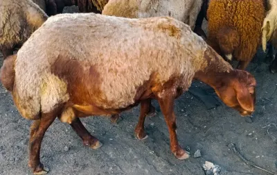 QOYUN — Heyvanlar, Quşlar, Balıqlar, Bakı