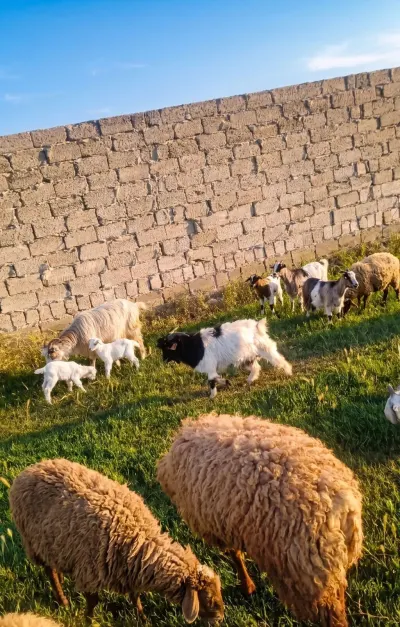 QOYUN — Heyvanlar, Quşlar, Balıqlar, Bakı