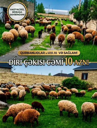 QOYUN — Heyvanlar, Quşlar, Balıqlar, Xaçmaz