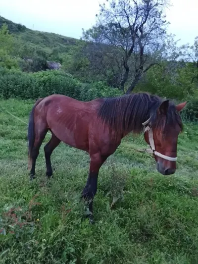 AT — Heyvanlar, Quşlar, Balıqlar, Bakı