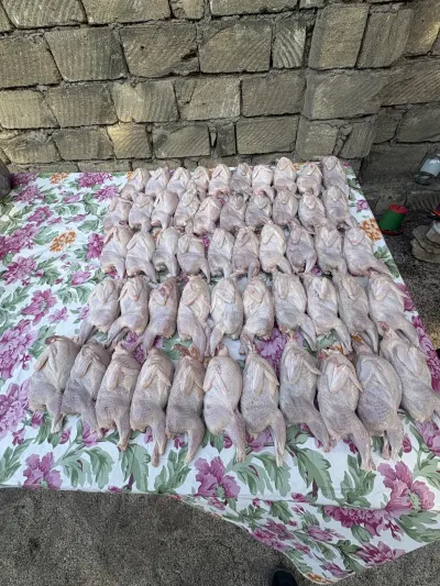 BiLDİRÇİN — Heyvanlar, Quşlar, Balıqlar, Sumqayıt
