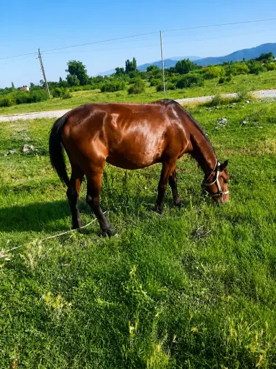 AT — Heyvanlar, Quşlar, Balıqlar, Quba