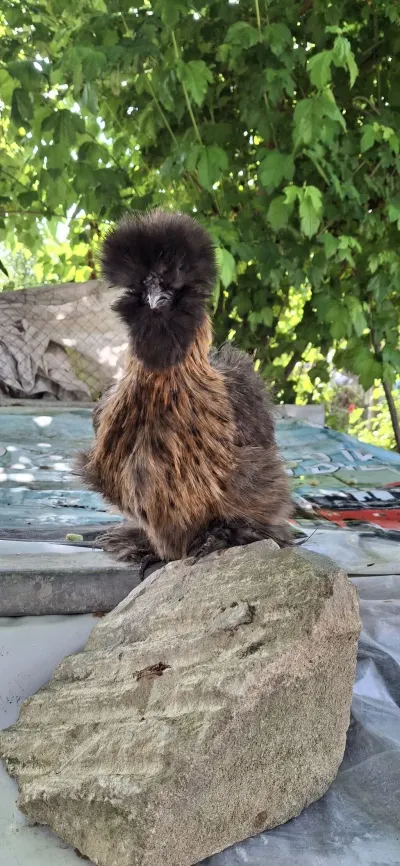 Elan — Heyvanlar, Quşlar, Balıqlar, Mingəçevir