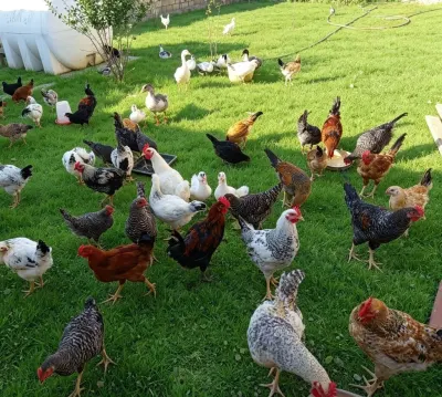 ÇOLPA — Heyvanlar, Quşlar, Balıqlar, Şirvan
