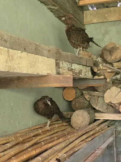 QıRQOVUL — Heyvanlar, Quşlar, Balıqlar, Bakı