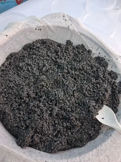 BALIQ KÜRÜSÜ — Heyvanlar, Quşlar, Balıqlar, Bakı