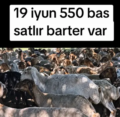 QOYUN — Heyvanlar, Quşlar, Balıqlar, Yevlax