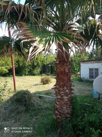 PALMA AĞACI — Dənlilər, Otlar Yemlər,  Bitkilər, Mingəçevir