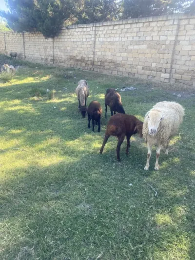 QOYUN — Heyvanlar, Quşlar, Balıqlar, Bakı