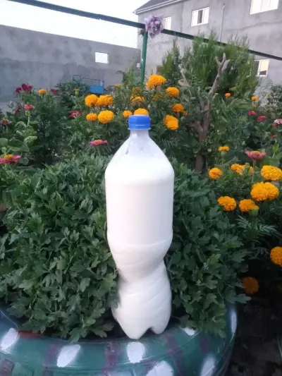 SÜD — Emal Olunmuş K/t Məhsulları, Zərdab