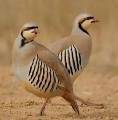 KƏKLİK — Heyvanlar, Quşlar, Balıqlar, Bakı
