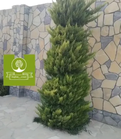 BAĞBAN XİDMƏTİ — Kənd/Təs Xidmətləri, Bakı