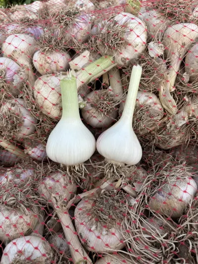 SARIMSAQ — Tərəvəzlər və Göyərtilər, Bakı