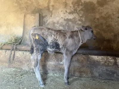 BUZOV — Heyvanlar, Quşlar, Balıqlar, Bakı