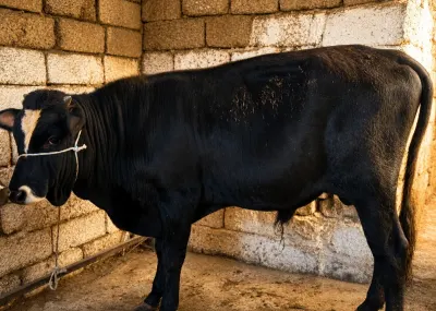 DANA — Heyvanlar, Quşlar, Balıqlar, Bakı