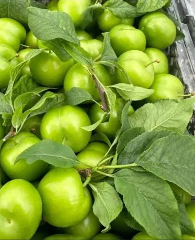 ALÇA — Meyvə və Giləmeyvə, Göyçay